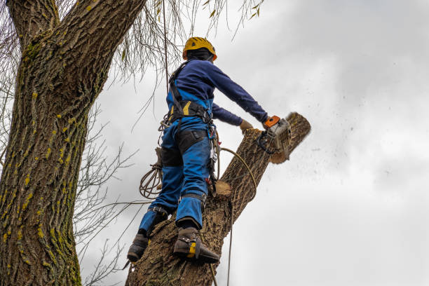 Best Arborist Consultation Services  in Talluh, LA