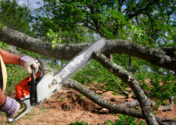 Best Firewood Processing and Delivery  in Talluh, LA